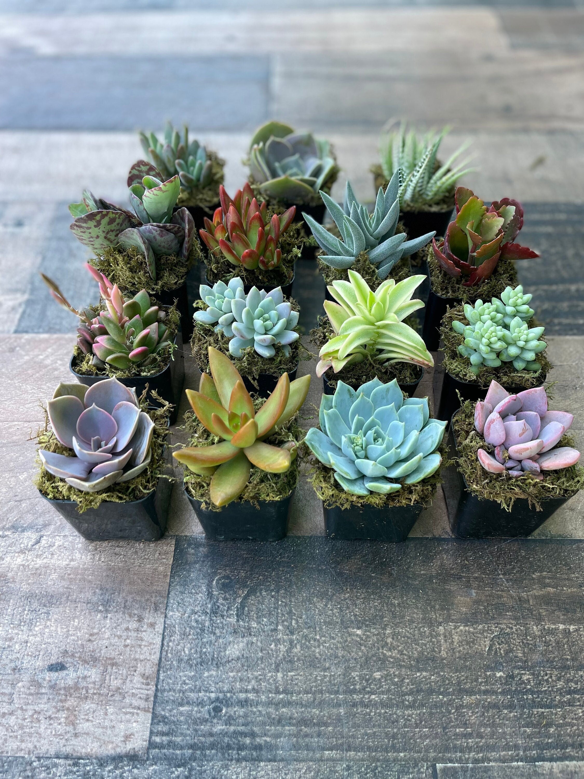 Assorted Live Succulents Potted 2 Succulents with Moss