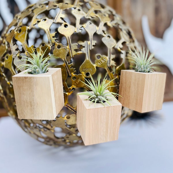 Stuck on You - Air Plant Magnet Holder with Air Plant