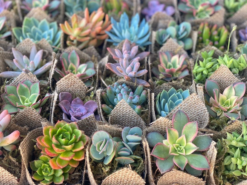 Burlap Wrapped Succulent Favors  Handmade Party Favors for Guests