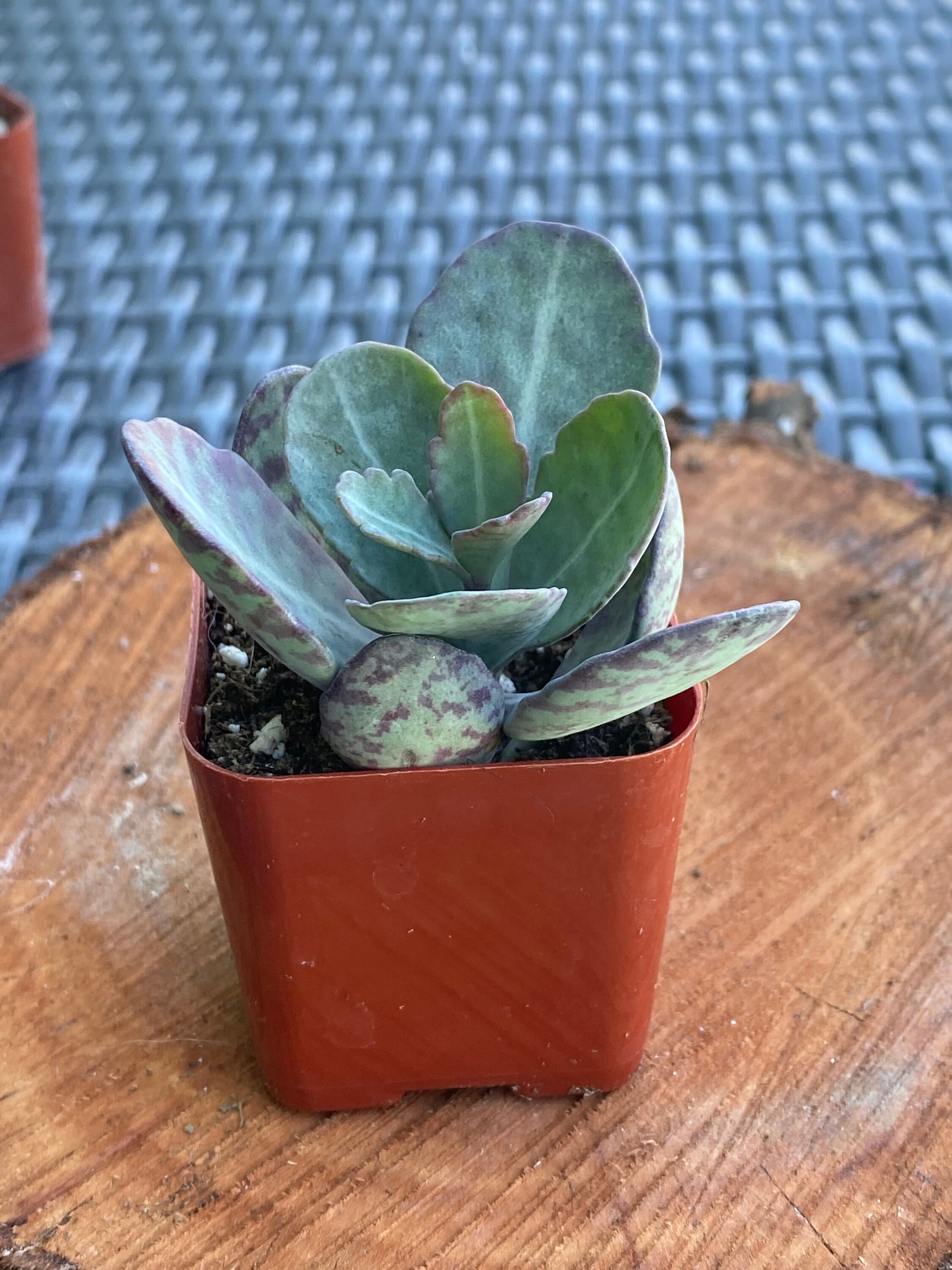Kalanchoe Humilis - Rare Succulent