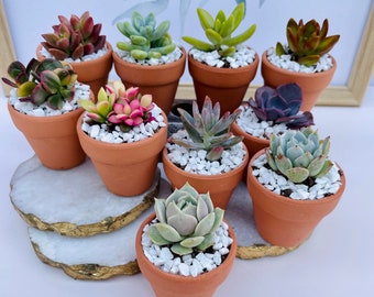 May include: A collection of small terracotta pots, each filled with a variety of colorful succulents and topped with white pebbles. The succulents display shades of green, red, and pink. The pots are arranged on a white surface with a decorative gold-edged marble tray.
