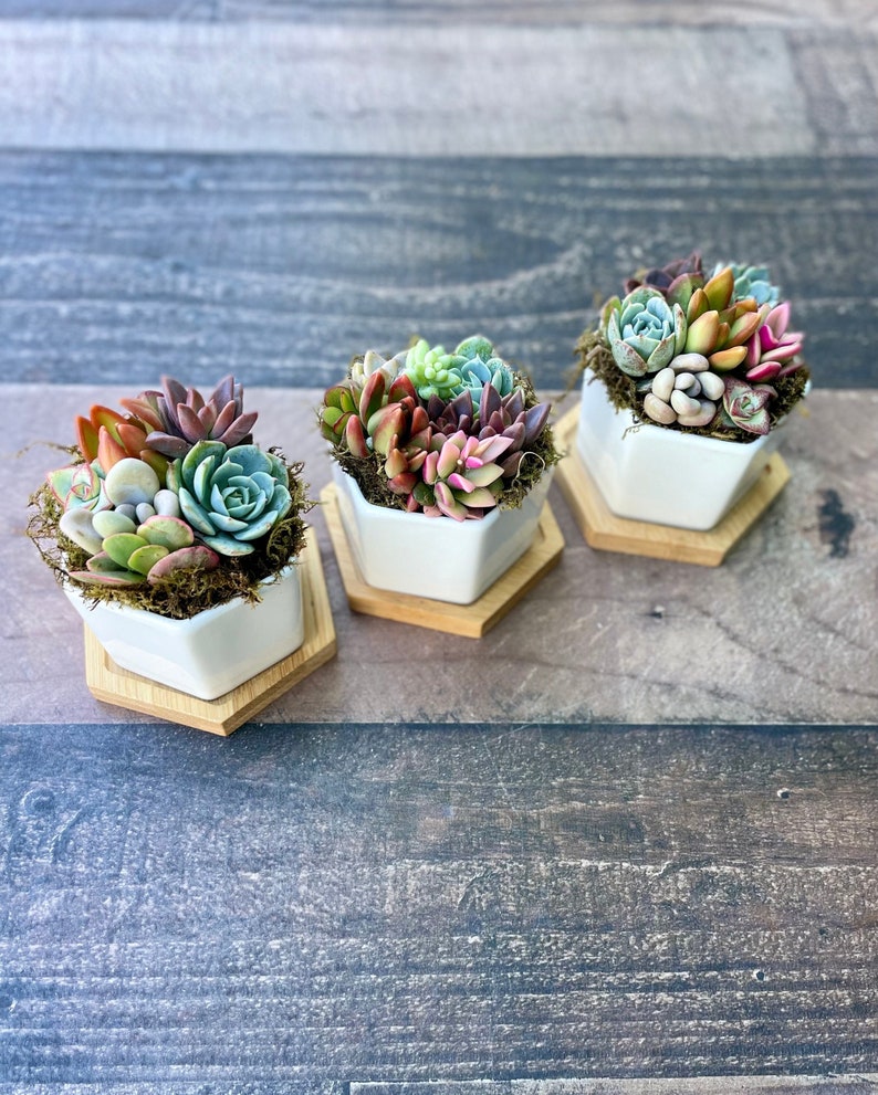 Honey Bubbles Mini Succulent Garden in Ceramic Pots.