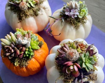 Everything but the Pumpkin- DIY Succulent Pumpkin Kit
