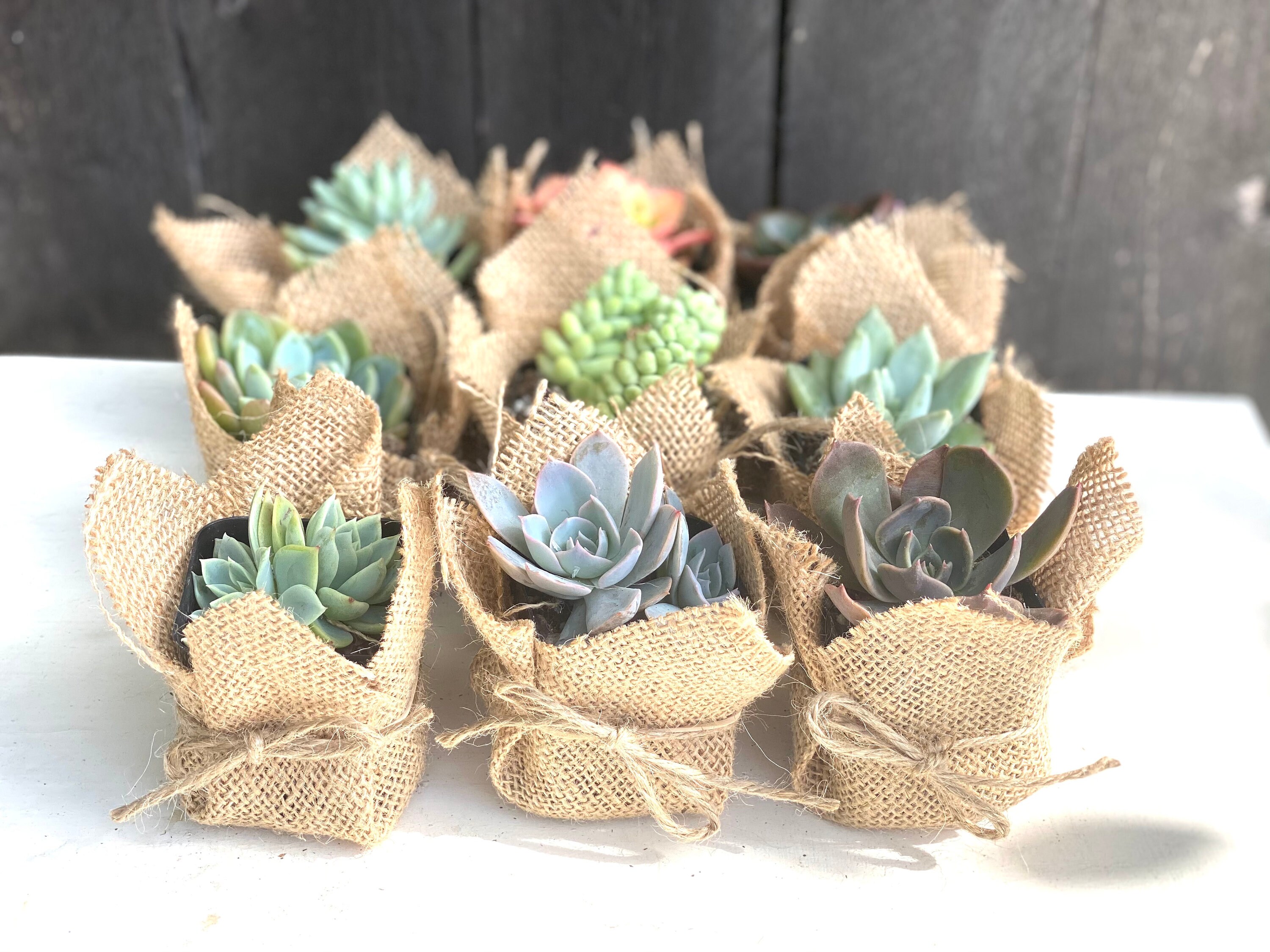 Succulent Party Favors in Burlap Baby Shower Wedding Favors Etsy