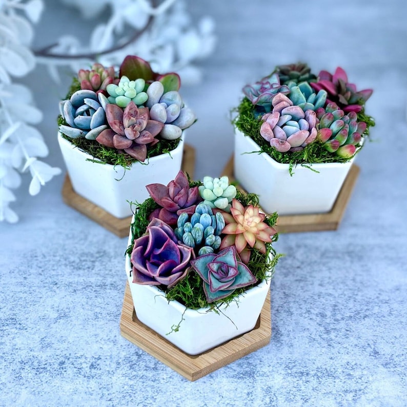 mini colorful succulents in a hexagon ceramic pot with wooden plinth