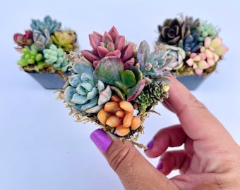 Fairy Farts - Live Micro Succulent Garden in 2 inch Pot