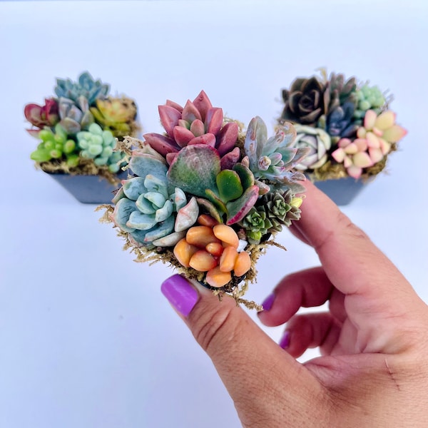 Fairy Farts - Live Micro Succulent Garden in 2 inch Pot