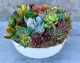 California Dreamin - Potted Succulent Garden - Ships Free!