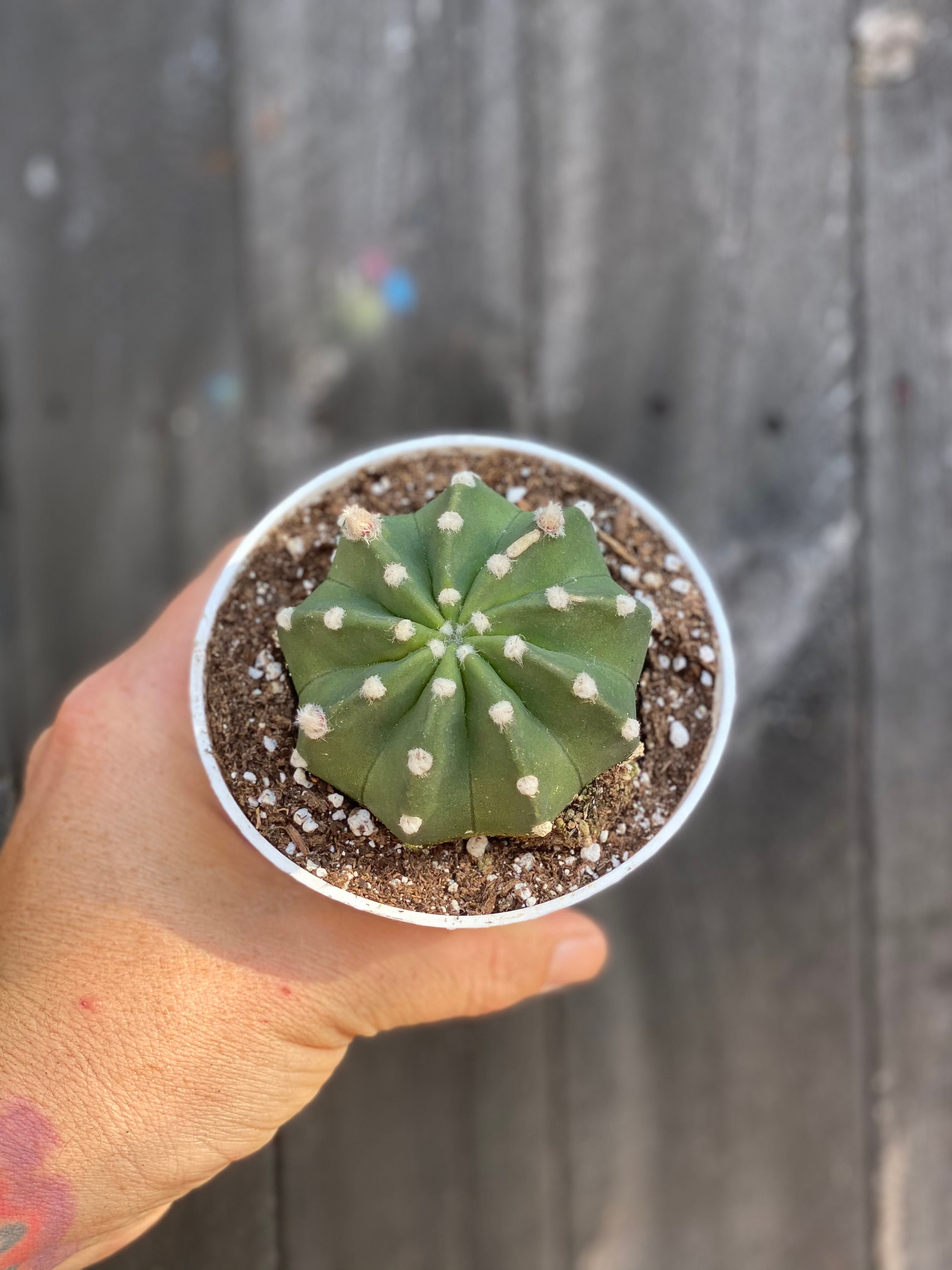 domino cactus domino cactus