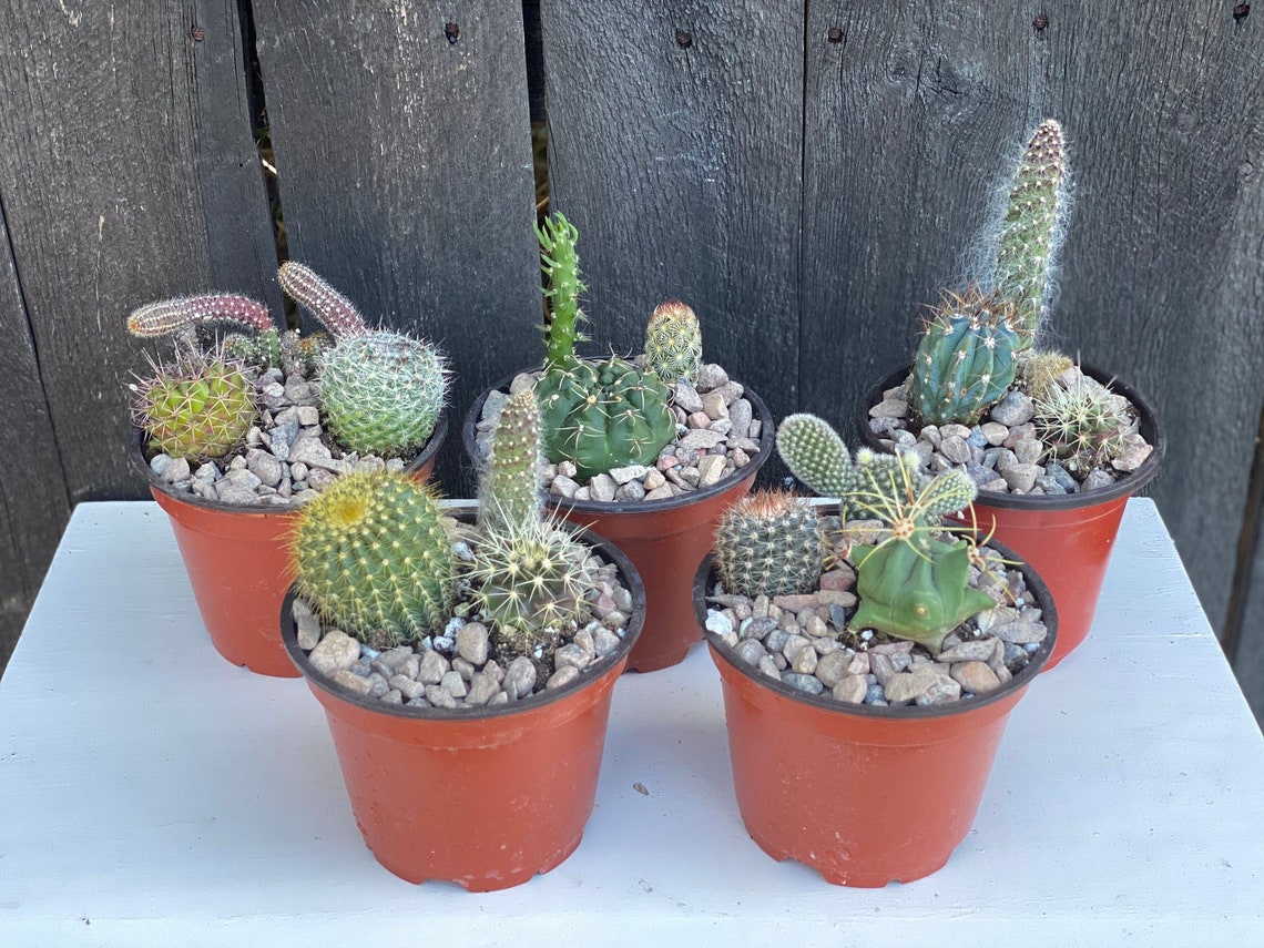 Cactus Garden 4 Potted Arrangements Etsy