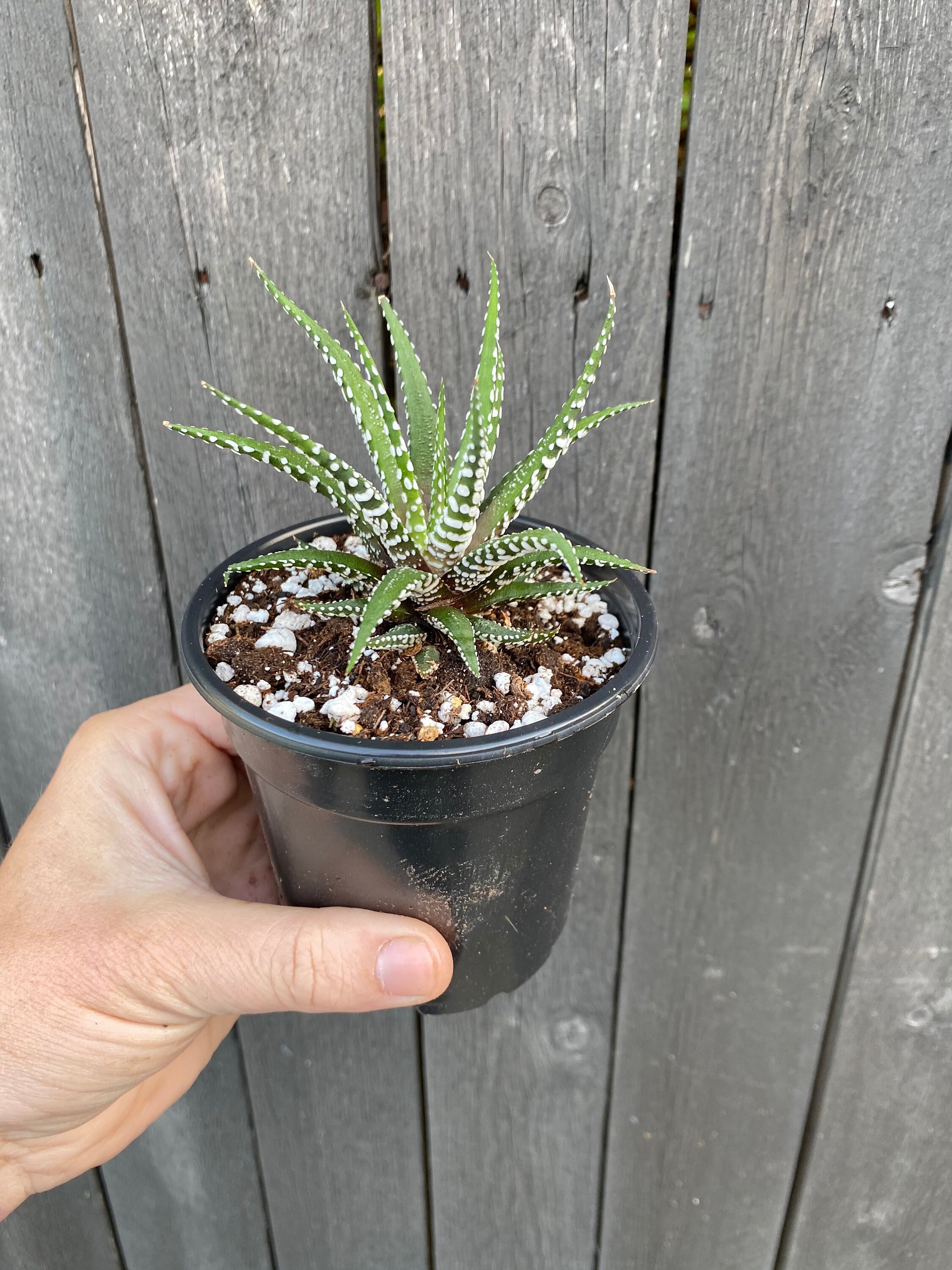 Zebra Haworthia 4 inch - Haworthia Cactus Succulent