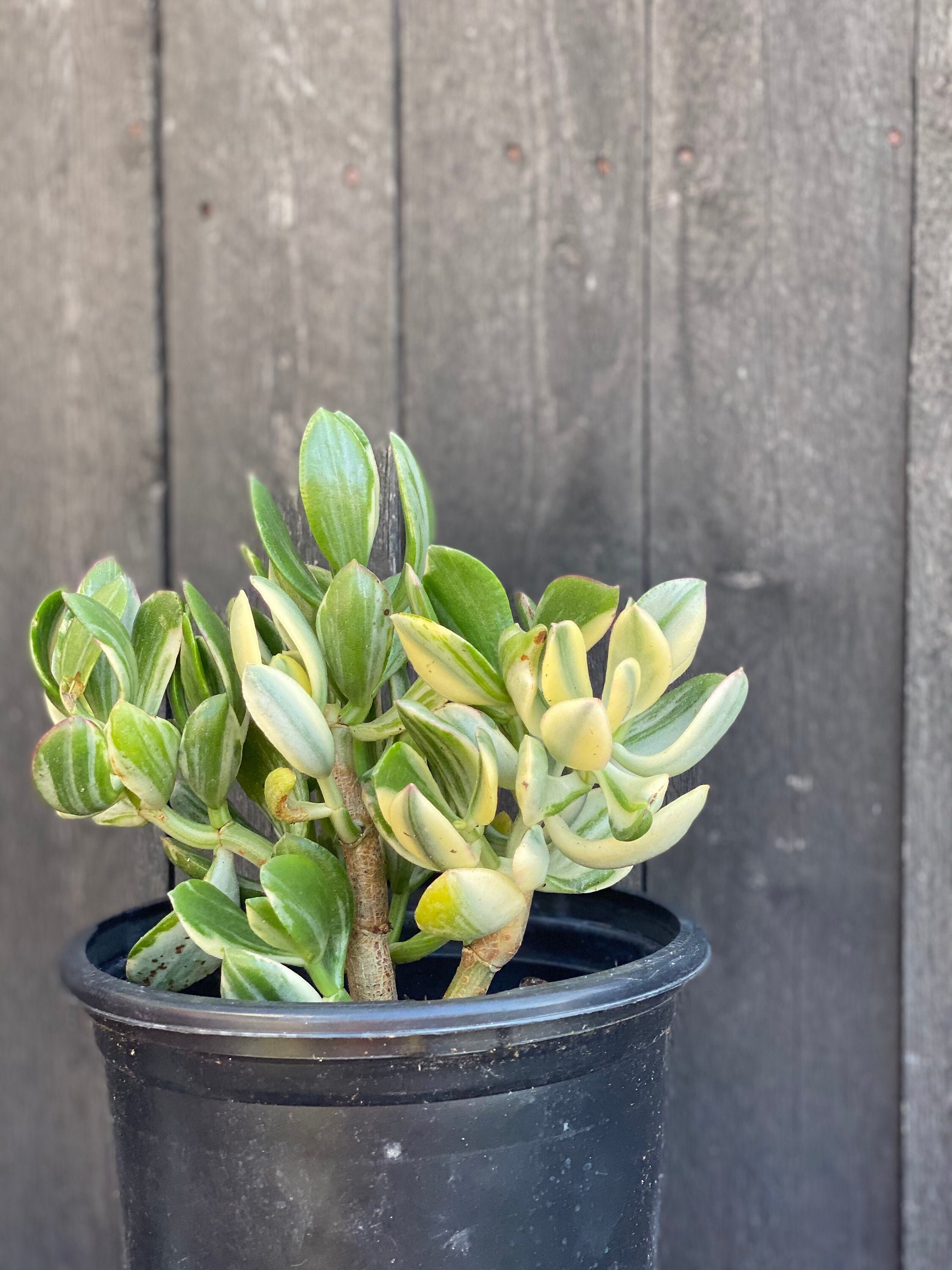 Gallon Lemon Lime Jade Crassula Ovata Tricolor Etsy