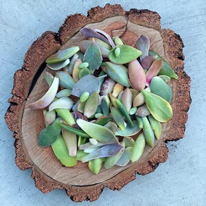 Op de afbeelding: Een houten schijf met een verscheidenheid aan succulenten stekken. De stekken zijn groen, roze en paars.