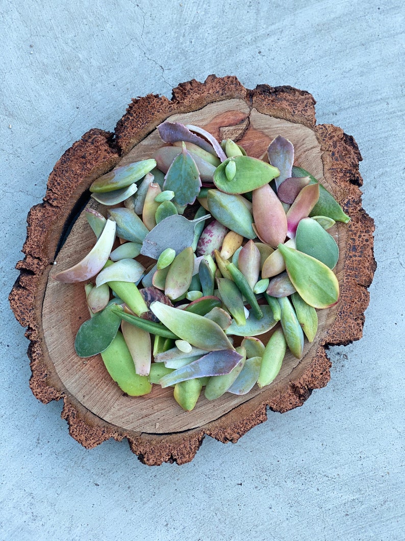 Op de afbeelding: Een houten schijf met een verscheidenheid aan succulenten stekken. De stekken zijn groen, roze en paars.