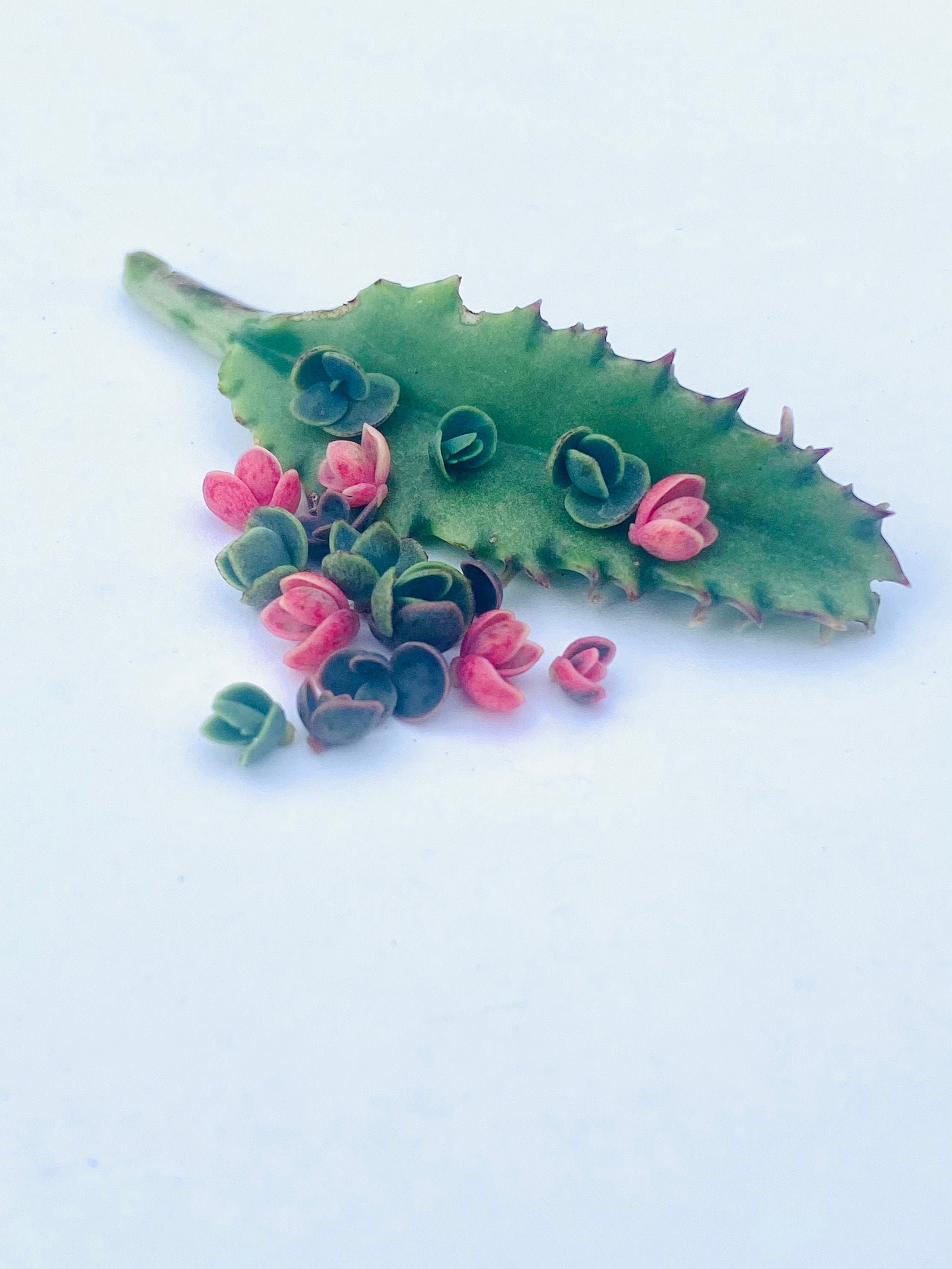 Kalanchoe Plantlet Set- Pink Butterfly, Mother of Thousands, Mother o…