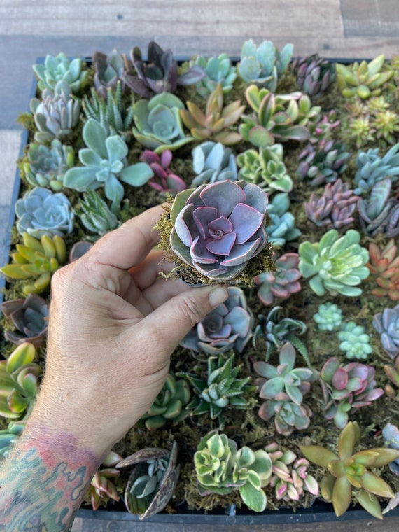 1 Assorted Live Succulent - Potted 2” Succulent With Moss - Etsy