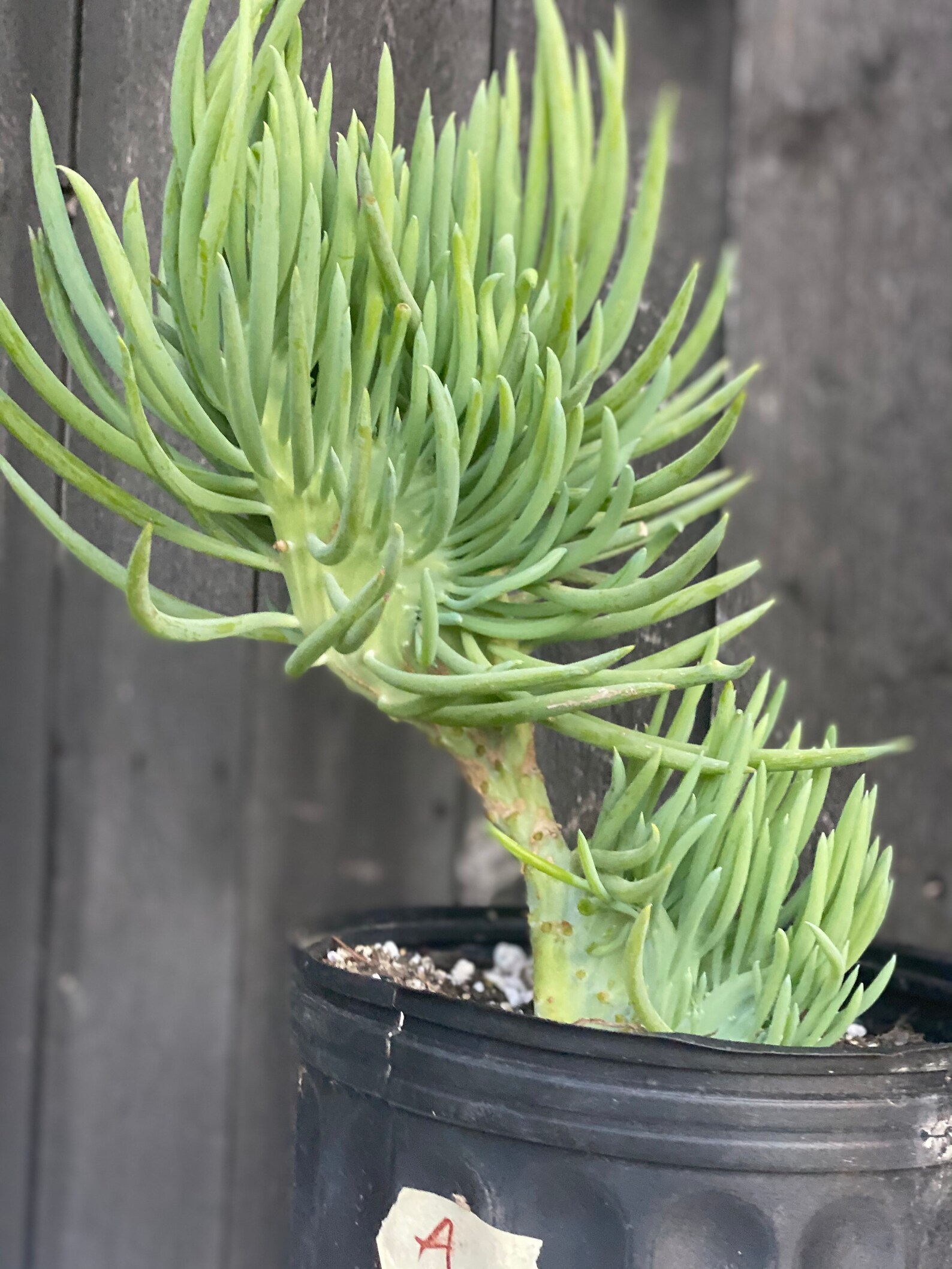 Mermaid Tail Succulent-Crested Senecio Vitalis-A | Etsy