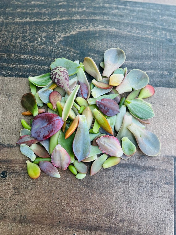 50 Succulent Leaves for Propagating Succulents