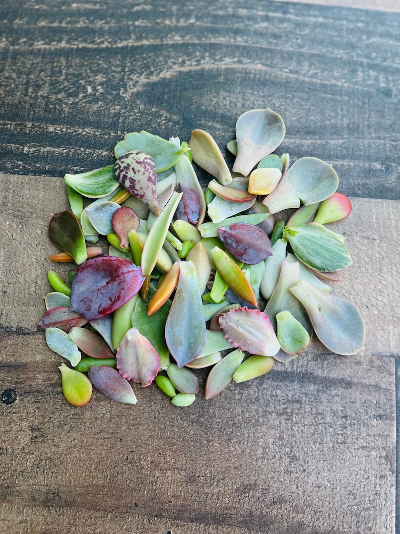 Op de afbeelding: Een verzameling succulentenbladeren in verschillende tinten groen, rood en paars. De bladeren zijn losjes op een houten oppervlak gerangschikt.
