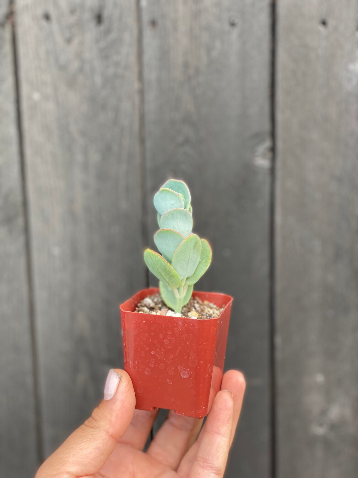 Kalanchoe Panamensis Mariner's Kalanchoe Succulent Etsy