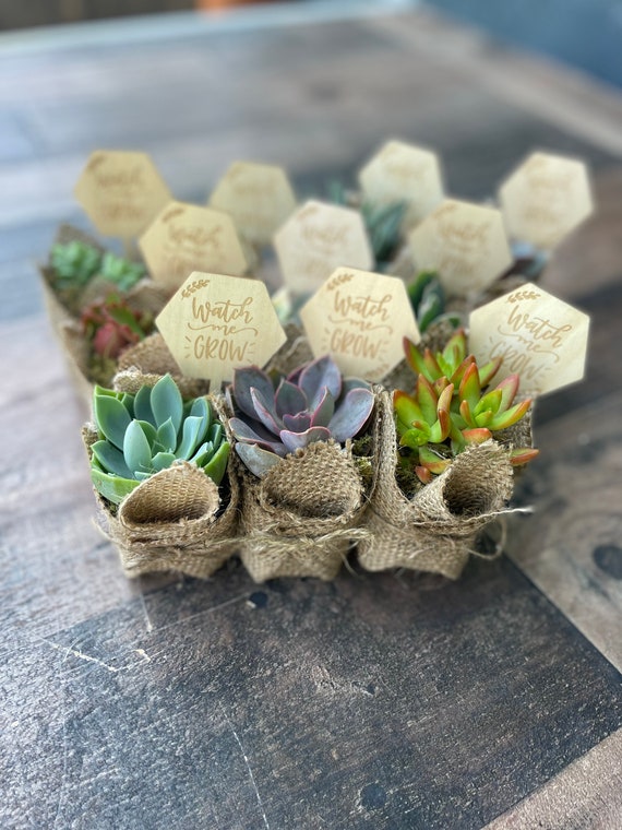 Succulent baby hotsell shower favors