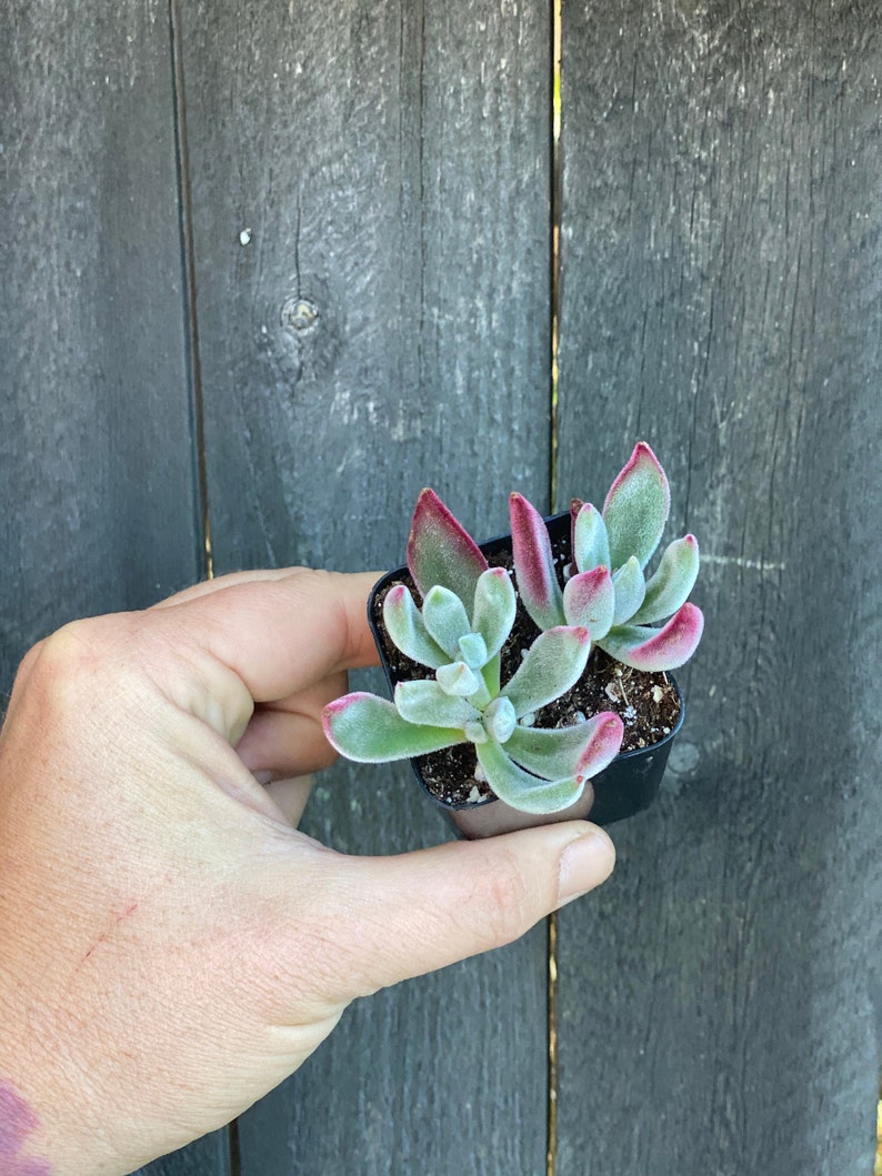 Echeveria Pulvinata Succulent 2\u201d Ruby Slippers