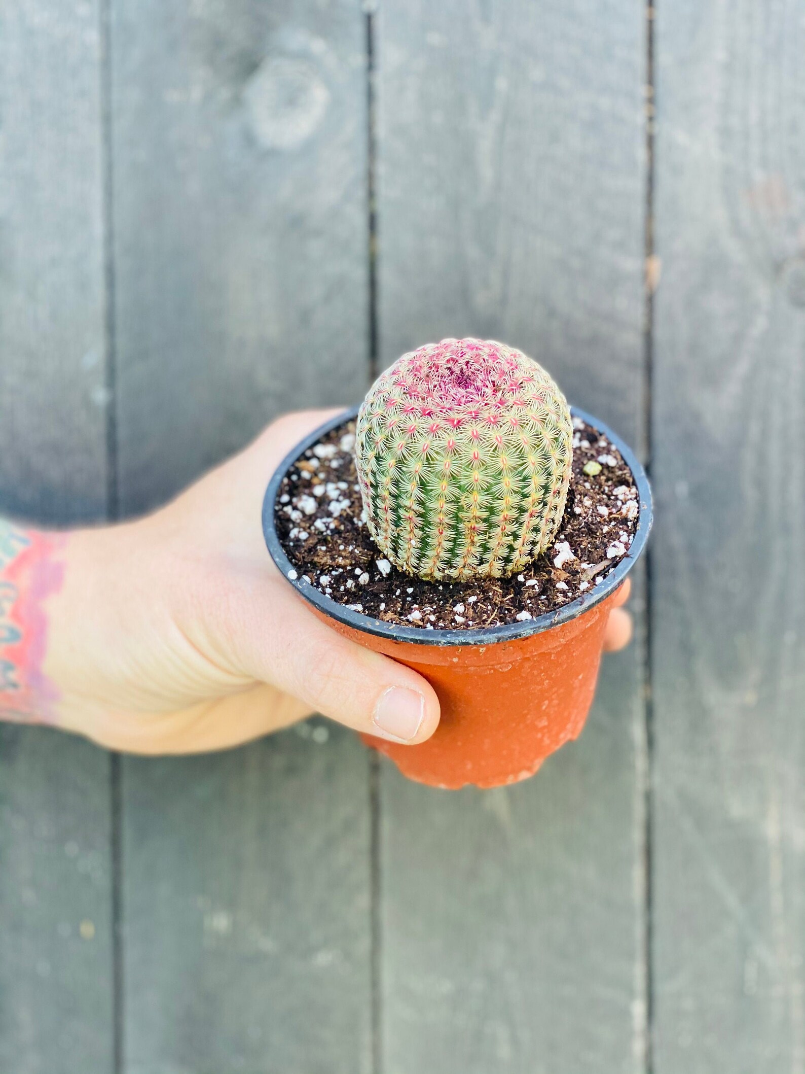 Rainbow Hedgehog Cactus Rare Cactus Etsy