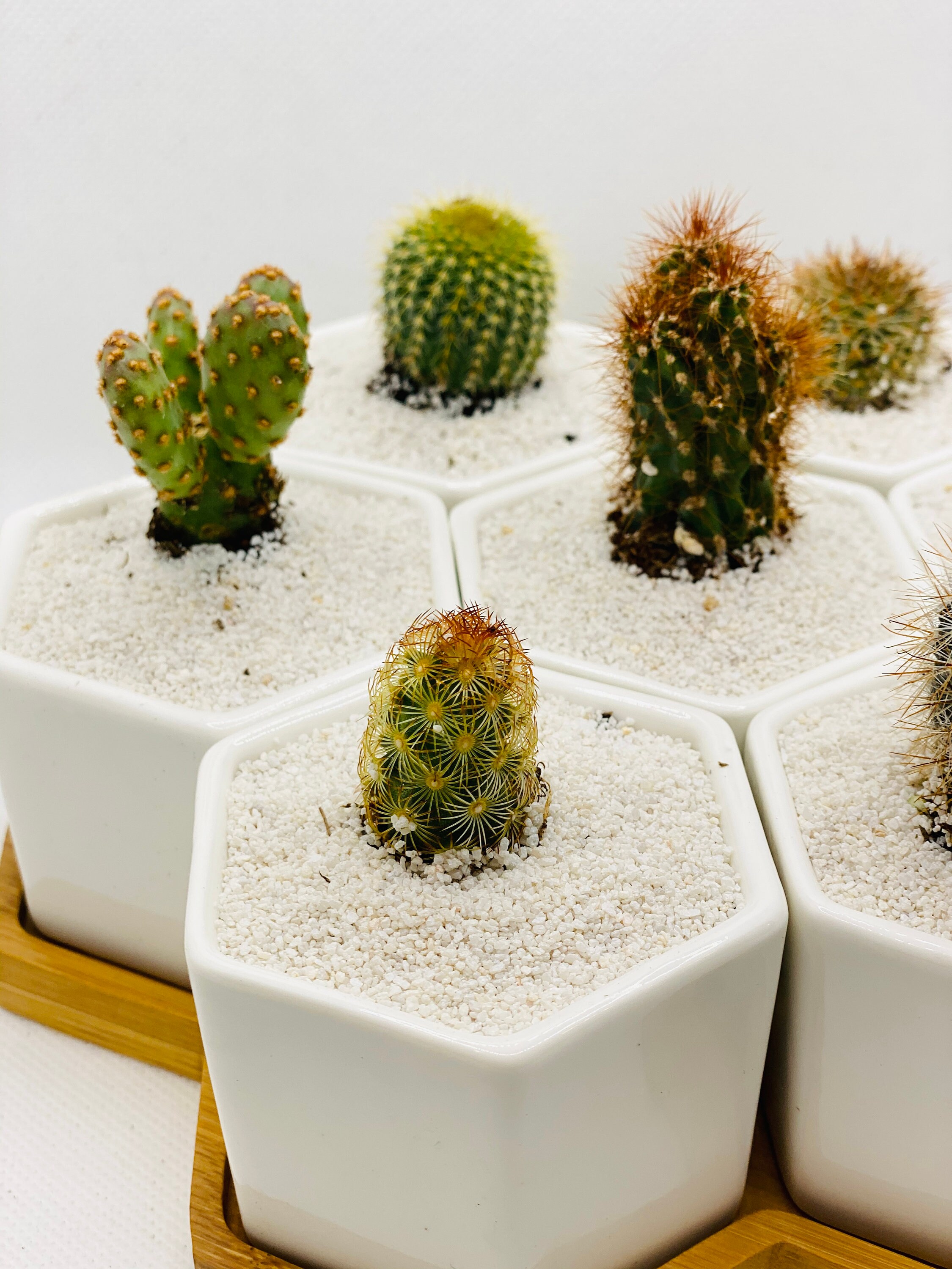 Modular Geometric Cactus Gift Set Etsy