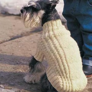 May include: A Schnauzer dog wearing a cream-coloured knitted jumper. The dog has black and silver fur and is sitting on a concrete surface. The jumper has a ribbed design down the back and sleeves.