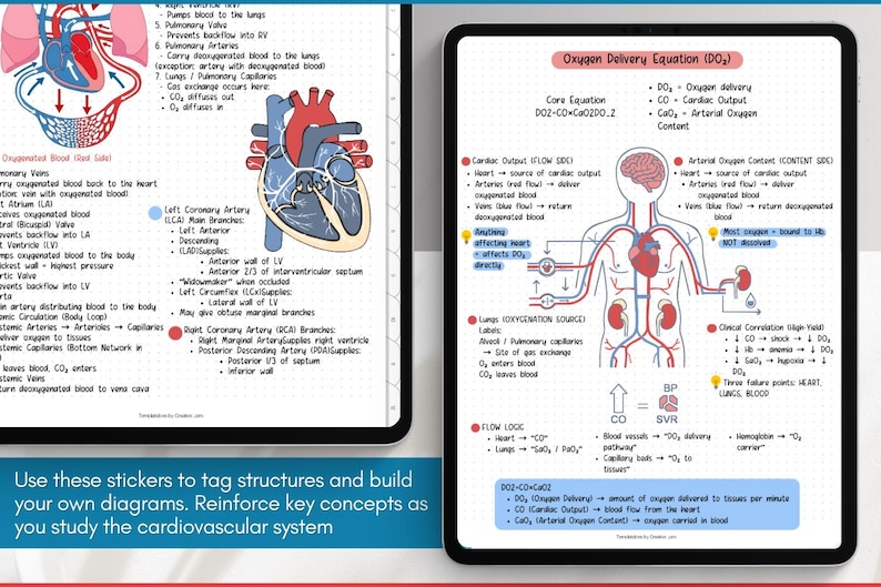 Cardiovascular Digital Stickers, Medical Student, Nursing, Digital ...