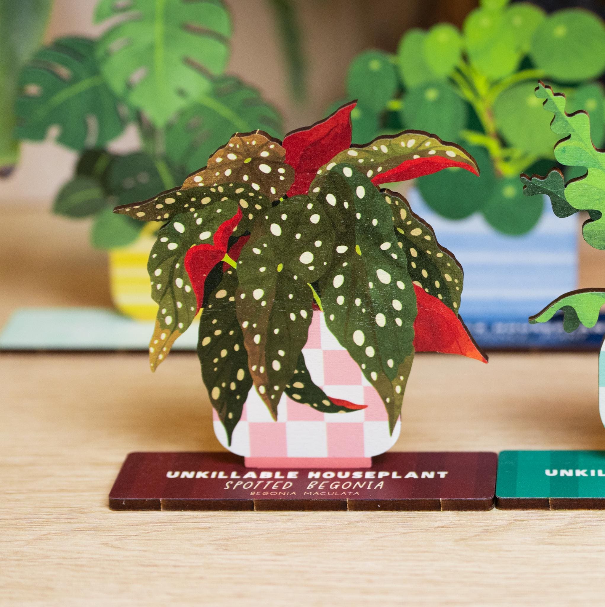 Rare begonias - Etsy 日本 Rare begonias - Etsy 日本