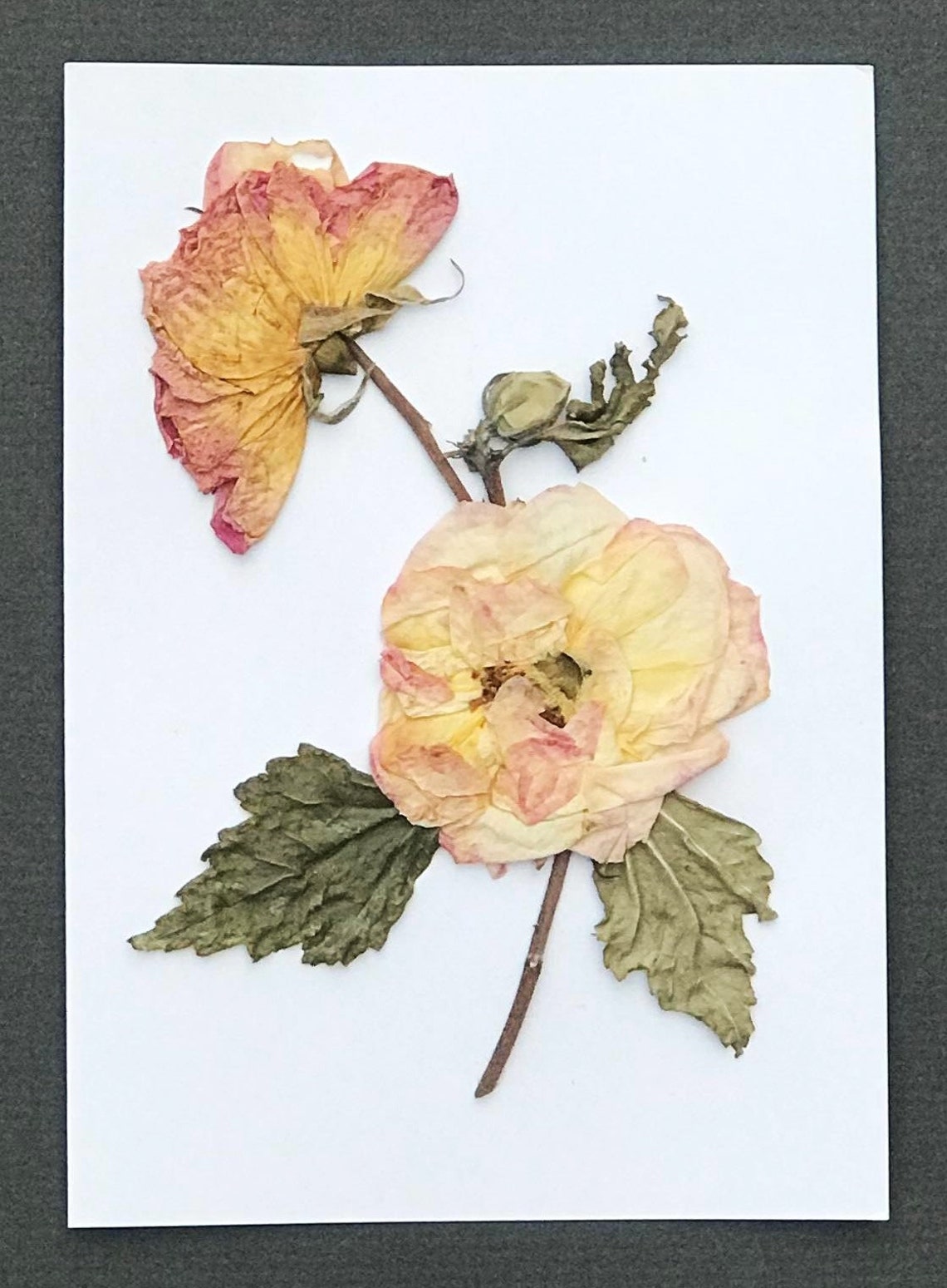 Genuine PRESSED FLOWER Rose Greeting CARD Birthday Etsy Australia