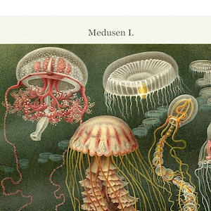 Sea Life Jellyfish Fine Art Print - Antique Lithograph 1908 - Framed/Unframed