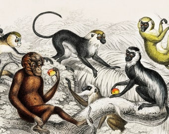 Monkeys - 1820 Rare Antique Hand-Coloured Lithograph - Giclee Print - Framed/Unframed