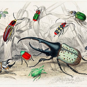 Beetle Print - 1820 Rare Antique Hand-Coloured Lithograph - Giclee Print - Framed/Unframed