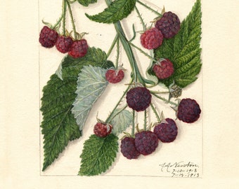 RASPBERRY - Antique Lithograph - Giclee Print - Framed/Unframed