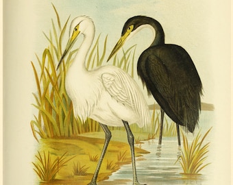 Punktloses und sombre Egrets Fine Art Print - Antike Lithographie von 1890 - A3/A4 Gerahmt/Ungerahmt