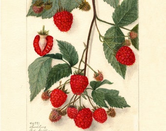 May include: A vintage botanical illustration of a raspberry branch with red berries and green leaves. The illustration is labeled "46991 Seedling Red Alderman, Phila. Nursery, 1847, Boston, Mass."