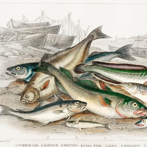 Könnte beinhalten: Eine Vintage-Illustration einer Vielzahl von Fischen, darunter Kabeljau, Schellfisch, Wittling, Kohlenfisch, Leng, Heilbutt, Makrele und Sprotten. Die Fische sind auf einem felsigen Ufer mit Booten im Hintergrund angeordnet.