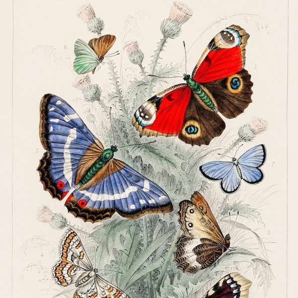 Butterfly - 1820 Rare Antique Hand-Coloured Lithograph - Giclee Print - Framed/Unframed