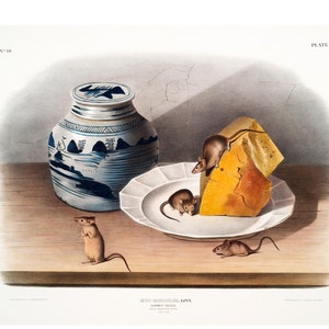 Common Mouse - Antique Lithograph - Giclee Print - Framed/Unframed