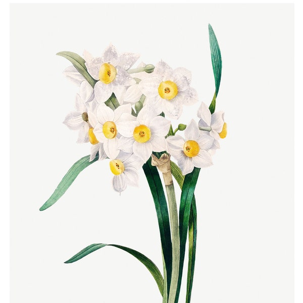 Daffodil Fine Art Print - Vintage Lithograph from 1833 - Framed/Unframed