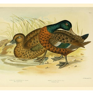 AUSTRALIAN TEAL PRINT - Vintage Lithograph 1890 - A3/A4 - Framed/Unframed