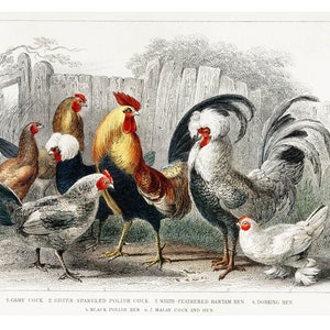 Hen and Rooster - 1892 Antique Lithograph by Charles Dessalines D&#39; Orbigny - Giclee Print - Framed/Unframed