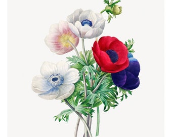 Anemone Fine Art Print - Vintage Lithograph from 1833 - Framed/Unframed