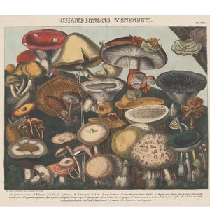 POISONOUS MUSHROOMS - Plate VIII - Giclee Print - Framed/Unframed