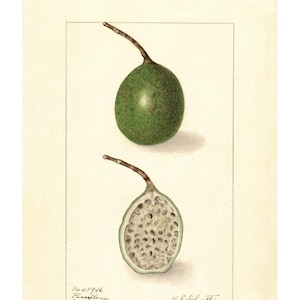 Pomologische Aquarellsammlung: Passionsfrucht (ca. 1886-1916) - Giclee Fine Art Print - Gerahmt/Ungerahmt/Leinwand