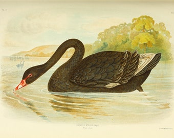 BLACK SWAN PRINT - Vintage Lithograph 1890 - A3/A4 - Framed/Unframed