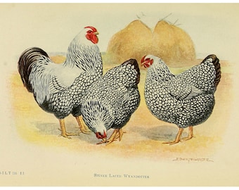 WYANDOTTE CHICKEN  - Vintage Lithograph - Giclee Print - Framed/Unframed