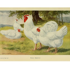 POLLO DORKING - Litografía vintage - Impresión Giclee - Enmarcado/Sin marco